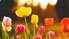 Ieteikumi pavasara dārza darbiem: košumkrūmi un sīpolpuķes