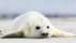 Dienvidkurzemes piekrastē atrod mirušus roņus