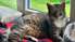 Trīs burvīgi kaķi meklē saimniekus