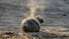 PVD: Liepāja atrastie roņi varētu būt miruši no durtām brūcēm