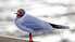 Latvijā jūnijā līdz šim konstatēti 35 jauni putnu gripas gadījumi