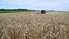 Krievija iznīcinājusi 270 000 tonnu Ukrainas graudu
