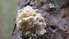 Slīteres Nacionālajā parkā atklāta jauna sēņu suga