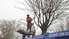 Foto: Kūrmajas prospektā apzāģē 68 koku vainagus