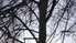 Vēja lauztu koku dēļ Polijas dienvidos pieci bojāgājušie
