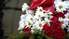 Daugavpilī iedzēris vīrietis noliek ziedus nojauktā padomju savienības pieminekļa vietā