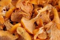 «Охота» на грибы в вергальских лесах