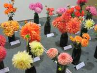 Дом общества закроет сезон выставок цветов выставкой разносторонних георгин