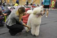 В выходные в Олимпийском центре проходит выставка собак