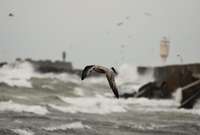 В западной части Курземского побережья объявлено оранжевое предупреждение о сильном ветре в пятницу