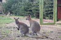 Во время охоты заметили кенгуру-валлаби Сиднея