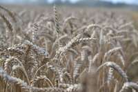 Словакия вслед за Польшей и Венгрией продлила запрет на ввоз украинского зерна
