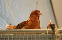В Литве у домашних птиц обнаружен высокопатогенный птичий грипп