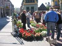 На Площади Роз 4 мая расцветет рынок саженцев «Весна в цветах»