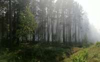 Распространено желтое предупреждение о высокой пожароопасности в лесах на юге Курземе