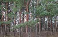 «Каждому Лиепайчанину»: Забота о лесах повысит их ценность