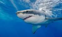 В Австралии из-за нападения акулы погибла девушка