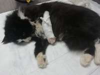 Кошка Чуча после нескольких операций вернулась к своей семье
