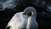 Лебедя спасли от смерти на Трамвайном мосту