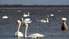 Лебеди собираются на берегу
