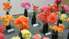Дом общества закроет сезон выставок цветов выставкой разносторонних георгин