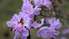 Рододендрон Ледебура в Приморском парке уже цветет