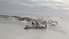 На льду Лиепайского озера обнаружены погибшие лебеди. У некоторых подтвержден птичий грипп