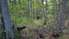 В лесу в Сакской волости в лесу заблудился грибник