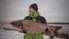 Житель Калети Гирт Лочмелис вытащил из Барты редкую огромную рыбу