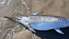 На Лиепайский пляж вновь выброшена рыба-меч