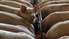 На ликвидацию последствий африканской  чумы свиней в Кулдигском крае ПВС и СПСХ понадобится 48 000 евро