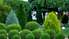 На страже двора: статная, вечнозеленая туя
