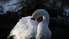 Лебедя спасли от смерти на Трамвайном мосту