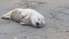Впервые в этом году на Лиепайском пляже замечен тюлененок