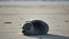 На берег моря в районе Лиепаи вымыло мертвых тюленей