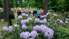 Фото: В Цираве прошел праздник цветения рододендронов