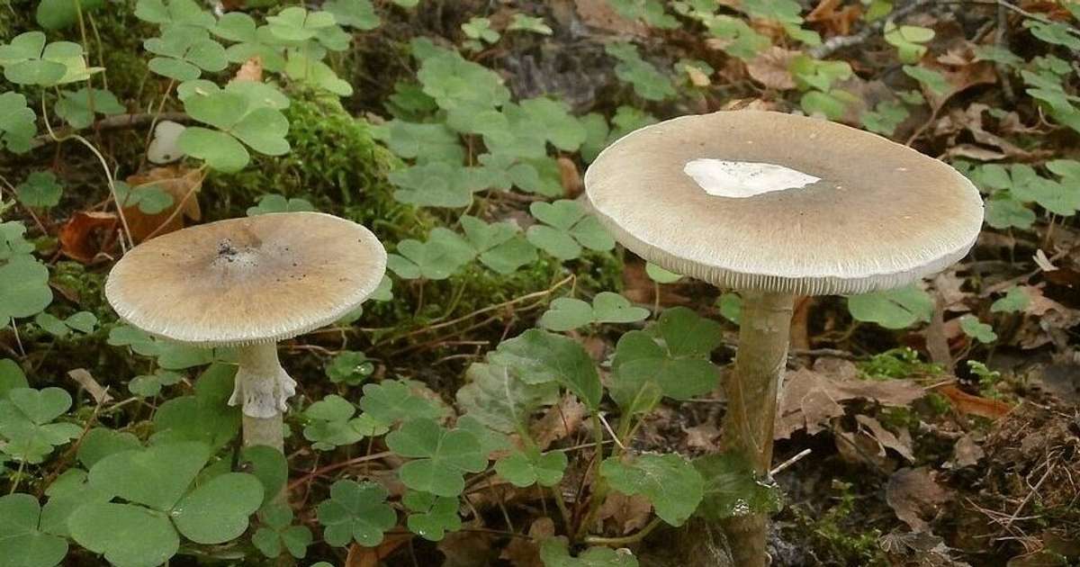 Mušmire ir inde, nevis modes lieta | liepajniekiem.lv