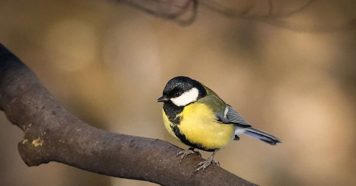 Kolkā labots 9. marta siltuma rekords Latvijā | liepajniekiem.lv