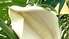 Monstera cīravniekus priecē ar augļiem
