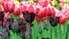 Tulpes priecēs līdz maija beigām