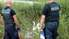 Policisti rāda ceļu gulbjiem