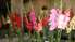 Biedrības namā – cēlās rudens puķu karalienes gladiolas