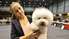 FOTO: Nacionālā šķirnes suņu izstāde Liepājā