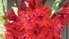 Gaidāma krāšņa gladiolu ziedu izstāde