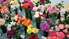 Plauks ziedu karalienes – rozes