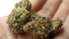 Kārtējo reizi vāc parakstus par marihuānas legalizēšanu
