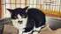 Četri mīļi kaķēni meklē mājas