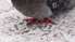 Pārspēts 7. maija aukstuma rekords