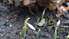 Daļā valsts sācies meteoroloģiskais pavasaris