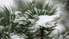 Jaunnedēļ laiks kļūs dzestrāks un iespējama meteoroloģiskās ziemas iestāšanās
